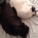 Illustration for article titled CATURDAY: The Cat Lounges For Thee